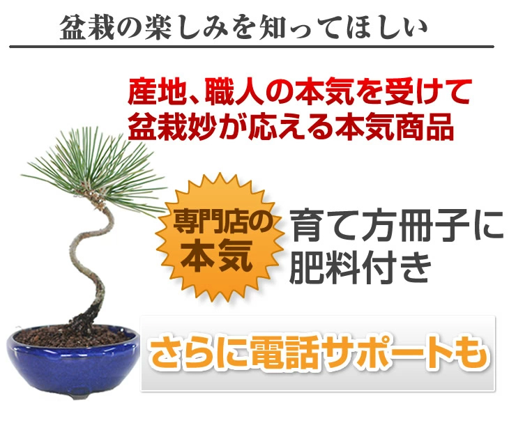 盆栽 送料無料 お試しミニ盆栽 黒松 はじめてでも安心 盆栽はじめてブックプレゼント中 ミニ盆栽 盆栽 入門 初心者 おためし ボンサイ Cpr003 盆栽妙 ヤフー店 通販 Yahoo ショッピング
