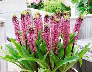 ユーコミス トゥインクルスターズ 球根 1球 E フラワー 通販 Yahoo ショッピング 일본구매대행 직구 사쿠라재팬