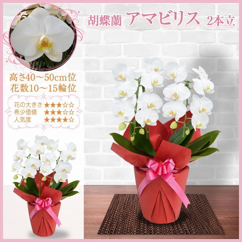 胡蝶蘭 お祝い 1 2本立 10 15輪 5000円 税別 お祝い 胡蝶蘭 開店 花 還暦 開業 移転 就任 お供え 鉢花 プレゼント お中元 敬老の日 お彼岸 Ko Ya 胡蝶蘭専門 海老名洋蘭園 Yahoo 店 通販 Yahoo ショッピング 일본 미국구매대행 직구 4do