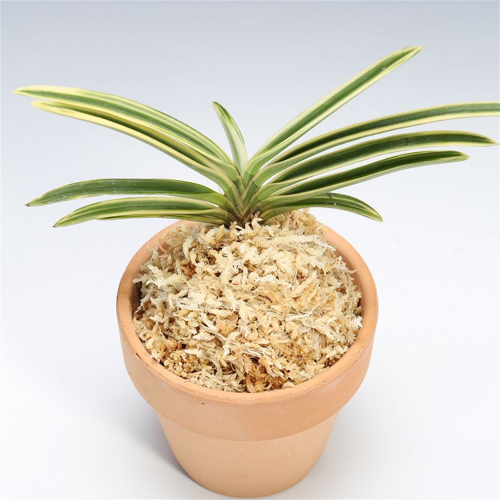 富貴蘭 フウキラン 西出都 風蘭 フウラン : フェニックス