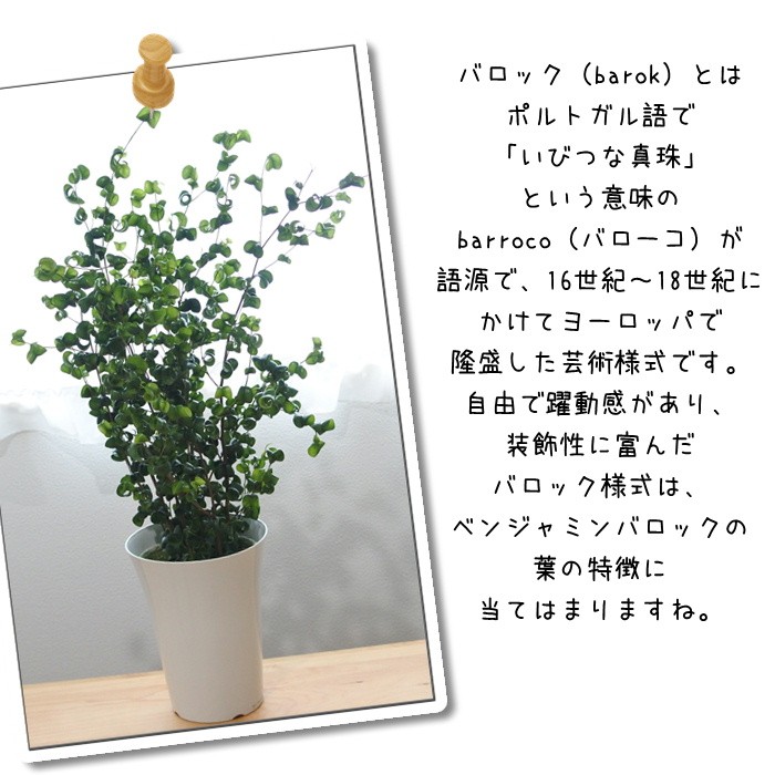 フィカス ベンジャミン バロック 6号鉢 送料無料 観葉植物 インテリア おしゃれ フラワーネット日本花キ流通 通販 Yahoo ショッピング 일본 미국구매대행 직구 4do