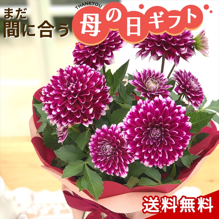 遅れてごめんね 母の日 ギフト ダリア カンクン 5号鉢 送料無料 贈り物 プレゼント 花 鉢植え 母の日21 Z 701 003 フラワーネット日本花キ流通 通販 Yahoo ショッピング 일본 미국구매대행 직구 4do