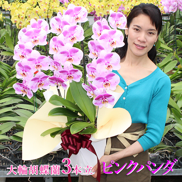 倍 倍 ストア対象店舗 ギフトスポット胡蝶蘭 ピンクパンダ 3本立ち お祝い お供え 花ギフト お誕生日 開店祝 開業祝 新築祝 Ppanda3f ふじみ野ラン園 通販 Yahoo ショッピング 일본 미국구매대행 직구 4do