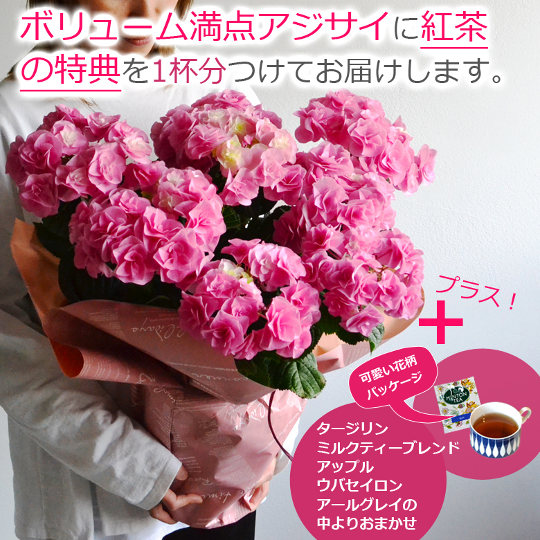 世界有名な 母の日 父の日 22 花 プレゼント 紫陽花 あじさい アジサイ 白 ファースト ホワイト カゴ付 鉢植えの花 鉢植え 誕生日 結婚記念日 Swsj Org