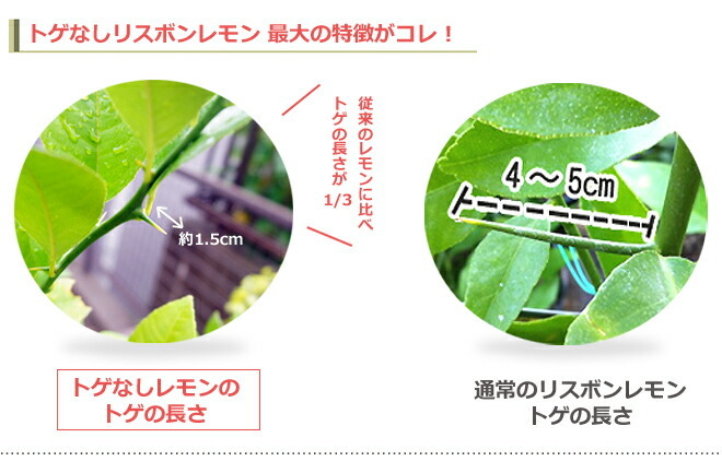 レモンの木 選抜トゲなしリスボン 3年生 接ぎ木 大苗 産地で剪定済 1 0m苗 Kankitsu Risubonremon 7 苗木部 花ひろばオンライン 通販 Yahoo ショッピング 일본구매대행 직구 미스터스토어