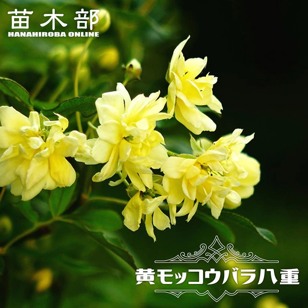 黄八重 モッコウバラ 6号ポット苗 Rose Old Mokkou Yaekiiro 苗木部 花ひろばオンライン 通販 Yahoo ショッピング 일본구매대행 직구 미스터스토어