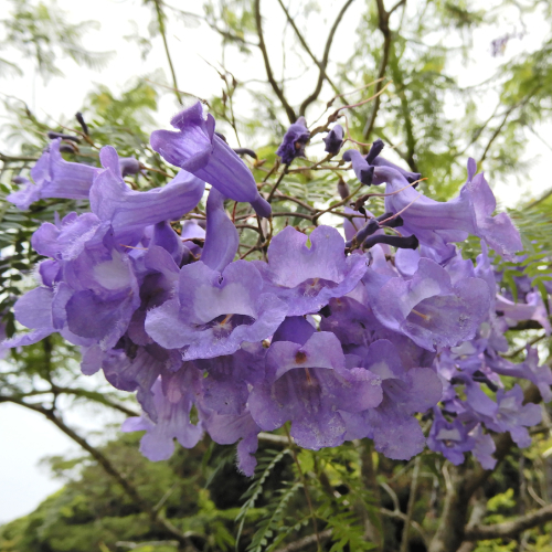 ジャカランダ 花 苗木 紫雲木 シウンボク 春 初夏 6号鉢 観葉植物 世界3大花木の一つです N Jaca イングの森 花 苗 球根 育て方 通販 Yahoo ショッピング 일본구매대행 직구 사쿠라재팬