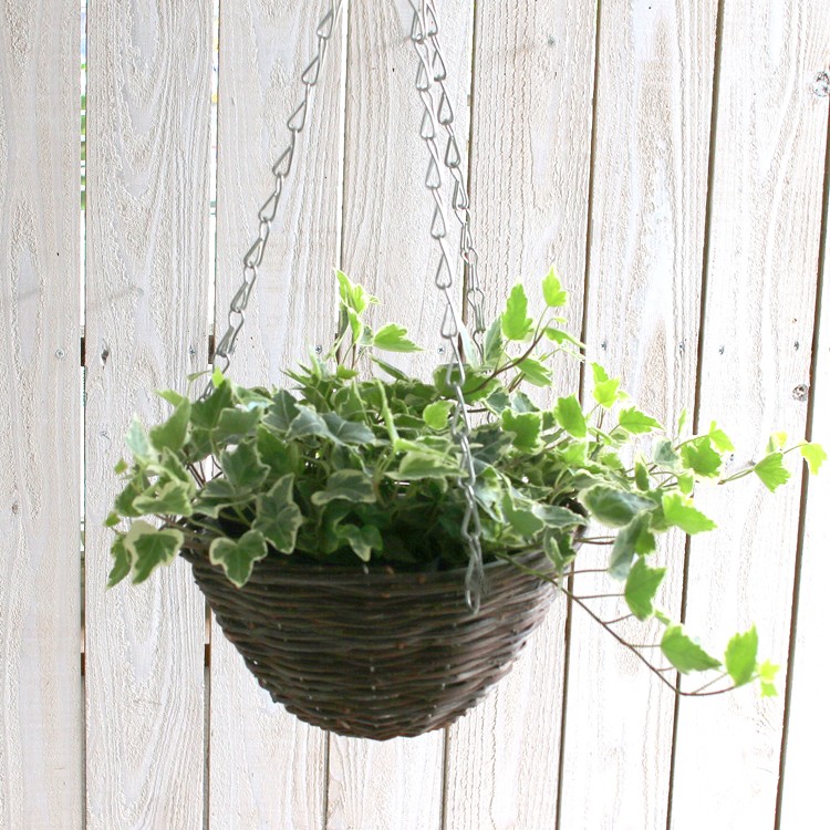 アイビーの吊りカゴ寄せ植え ハンギングバスケット 室内 屋外 ギフト プレゼント ジャングルインテリア ハンキング 玄関 ヘデラ 苗 ツタ 観葉植物 誕生日 Hb Aibi Yosekago 花うるる ハンギング 寄せ植え通販 通販 Yahoo ショッピング 일본구매대행 직구 미스터