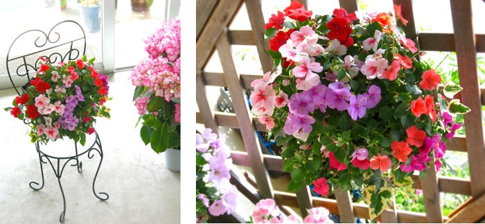 明るい日陰が最適 ハンギングバスケット の寄せ植えインパチェンスmix 寄せ植え ハンギングバスケット 鉢植え Inpa Bibi 花うるる ハンギング 寄せ植え通販 通販 Yahoo ショッピング 일본구매대행 직구 미스터스토어