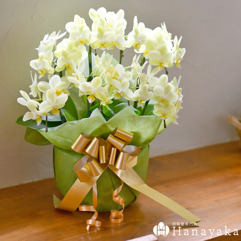 誕生日プレゼント 女性 胡蝶蘭 カララ ミニミディ 8本立ち ラッピング付き 鉢花 ギフト 花 送料無料 プレゼント 鉢 蘭 贈り物 開店祝い 周年 お祝い Kg 胡蝶蘭専門店はなやか 通販 Yahoo ショッピング 일본 미국구매대행 직구 4do