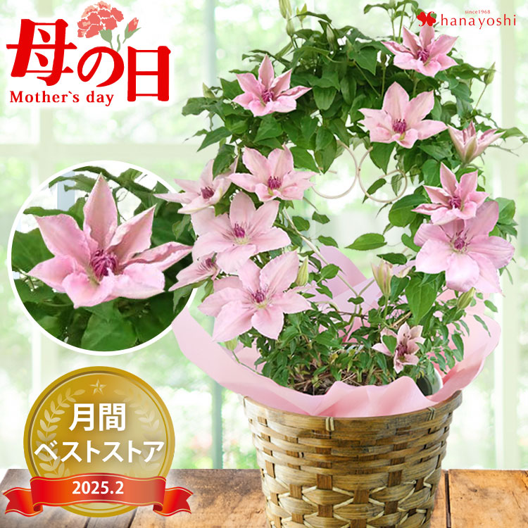 早割 母の日 22 花 鉢植え クレマチス ピンクファンタジー フェンス仕立て プレゼント ギフト 花鉢 鉢花 フラワーマーケット花由 通販 Paypayモール 일본구매대행 직구 엔재팬