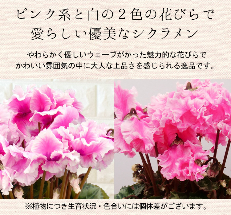 1374円 正規品スーパーsale 店内全品キャンペーン シクラメン ひらり ピンク系