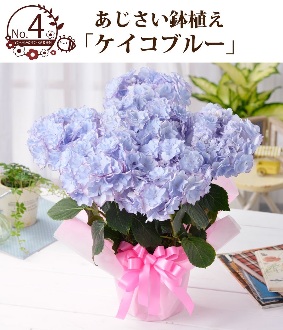 母の日 プレゼント アジサイ 花 ギフト 鉢植え あじさい 紫陽花 万華鏡 ケイコピンク ケイコブルー ピンキーリング パープルリング 銀河 22年 Haha Azisai Fleurtown吉本花城園 通販 Yahoo ショッピング 일본 미국구매대행 직구 4do