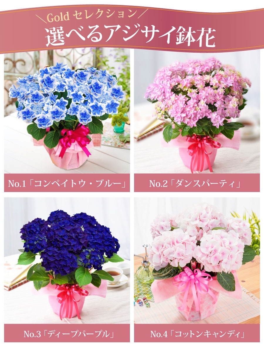 母の日 21 アジサイ プレゼント 花 ギフト 鉢植え コンペイトウブルー ノブレス ディープパープル コットンキャンディー あじさい 紫陽花 Haha Kihana C Fleurtown吉本花城園 通販 Yahoo ショッピング 일본 미국구매대행 직구 4do