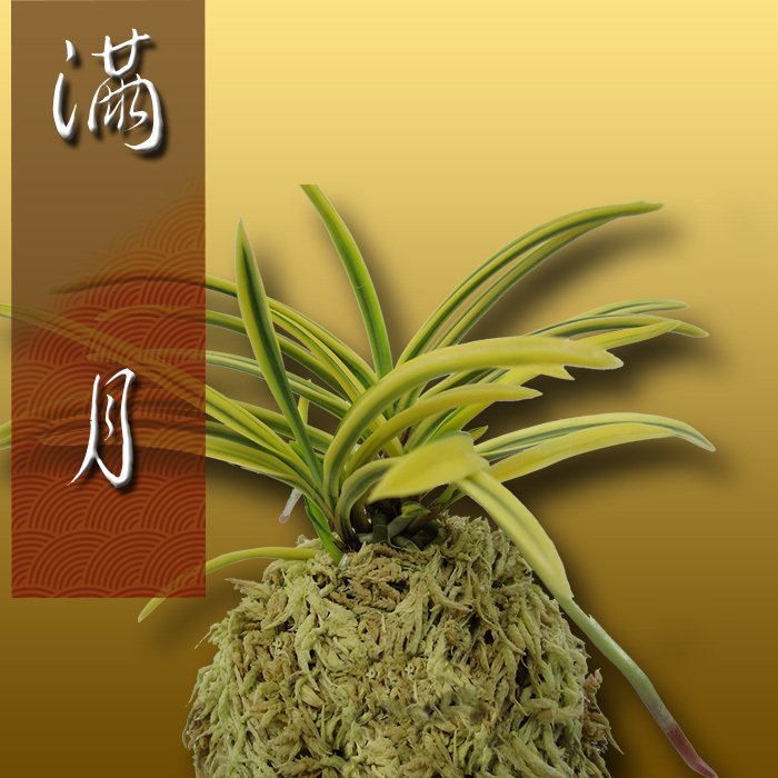 風蘭 富貴蘭 観葉植物 東洋欄 山野草 花 苗 鉢 父の日 母の日 敬老の日 贈答用 満 月 A1768 Kira Bsmile 通販 Yahoo ショッピング 일본구매대행 직구 재팬24