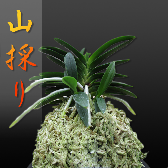 風蘭 富貴蘭 観葉植物 東洋欄 山野草 花 苗 鉢 父の日 母の日 敬老の日 贈答用 山採り B1746 Kira Bsmile 通販 Yahoo ショッピング 일본구매대행 직구 사쿠라재팬