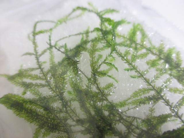 G003 02 佐渡の風雪に耐えた南米ウィローモス 小片 水草 ビオトープ 送料140円 特別価格帯 G003 02 ステレオ工房 ポニー 通販 Yahoo ショッピング 일본구매대행 직구 위시박스