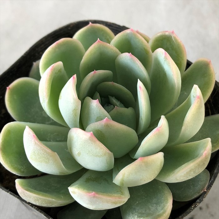 多肉植物 エケベリア 花うらら 7 5cmポット 観葉植物 インテリア Kas L レイテストプランツ 通販 Yahoo ショッピング 일본구매대행 직구 사쿠라재팬