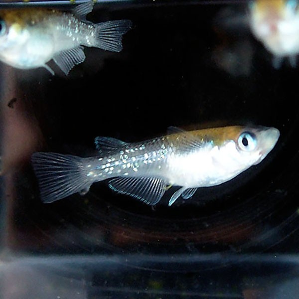 メダカ 紀州黒黄 こくおう ラメめだか 未選別 稚魚ss Sサイズ 5匹セ ット 黒 黄 ラメ 幹之 ミユキ メダカ 淡水魚 Byr Ss めだかシーズン 通販 Yahoo ショッピング 일본구매대행 직구 사쿠라재팬