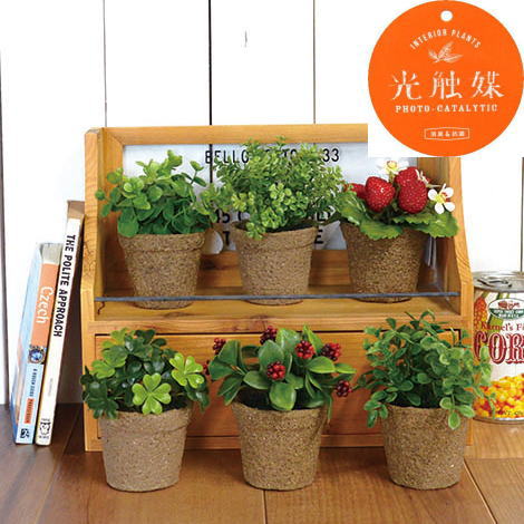 光触媒ミニグリーン ユーカリ 定形外可400円 Green 22 しれとこ本舗 通販 Yahoo ショッピング 일본구매대행 직구 위시박스