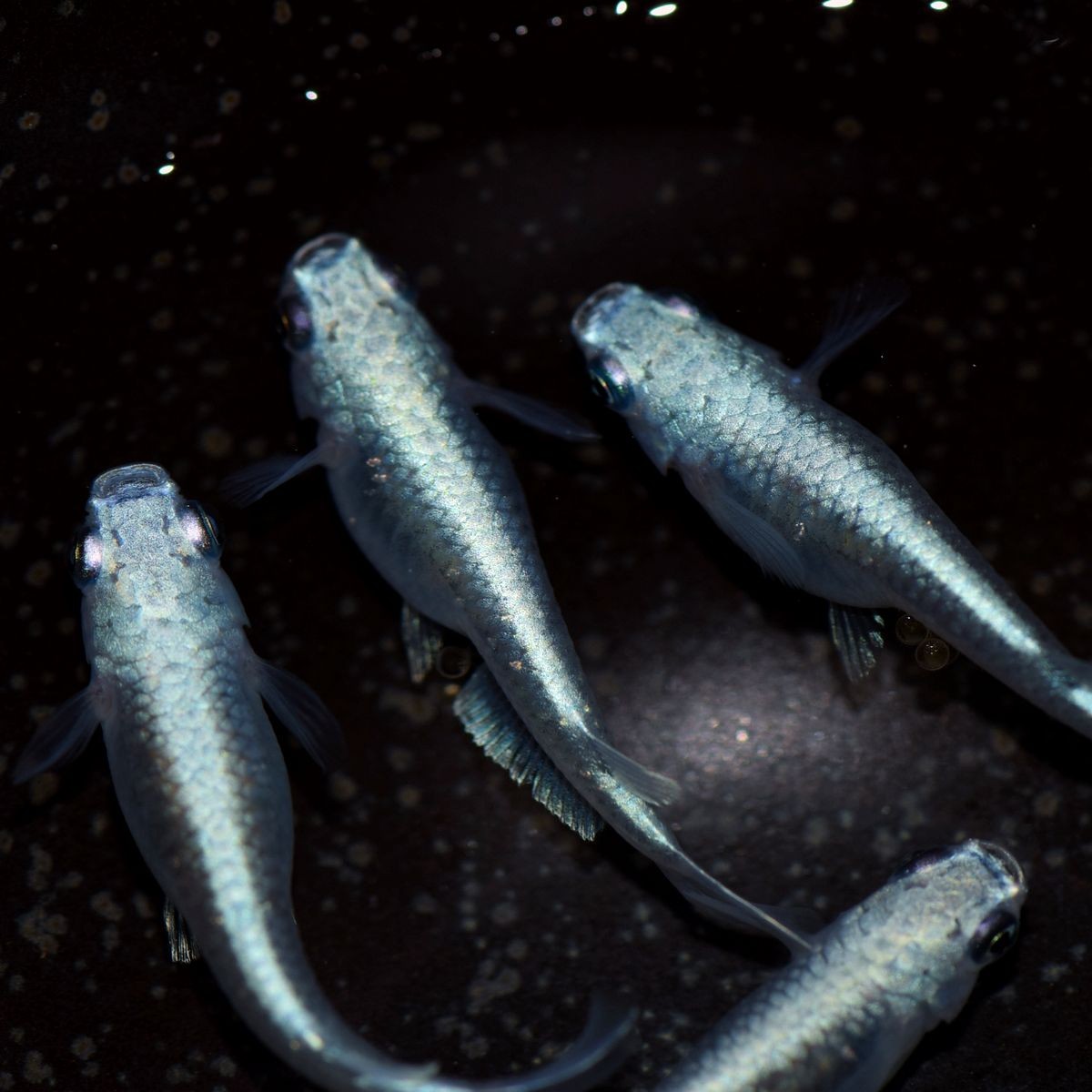 メダカ 鉄仮面系統青幹之メダカ 青みゆきメダカ 稚魚10匹 Aomiyuki10 めだかの市場 通販 Yahoo ショッピング 일본 미국구매대행 직구 4do