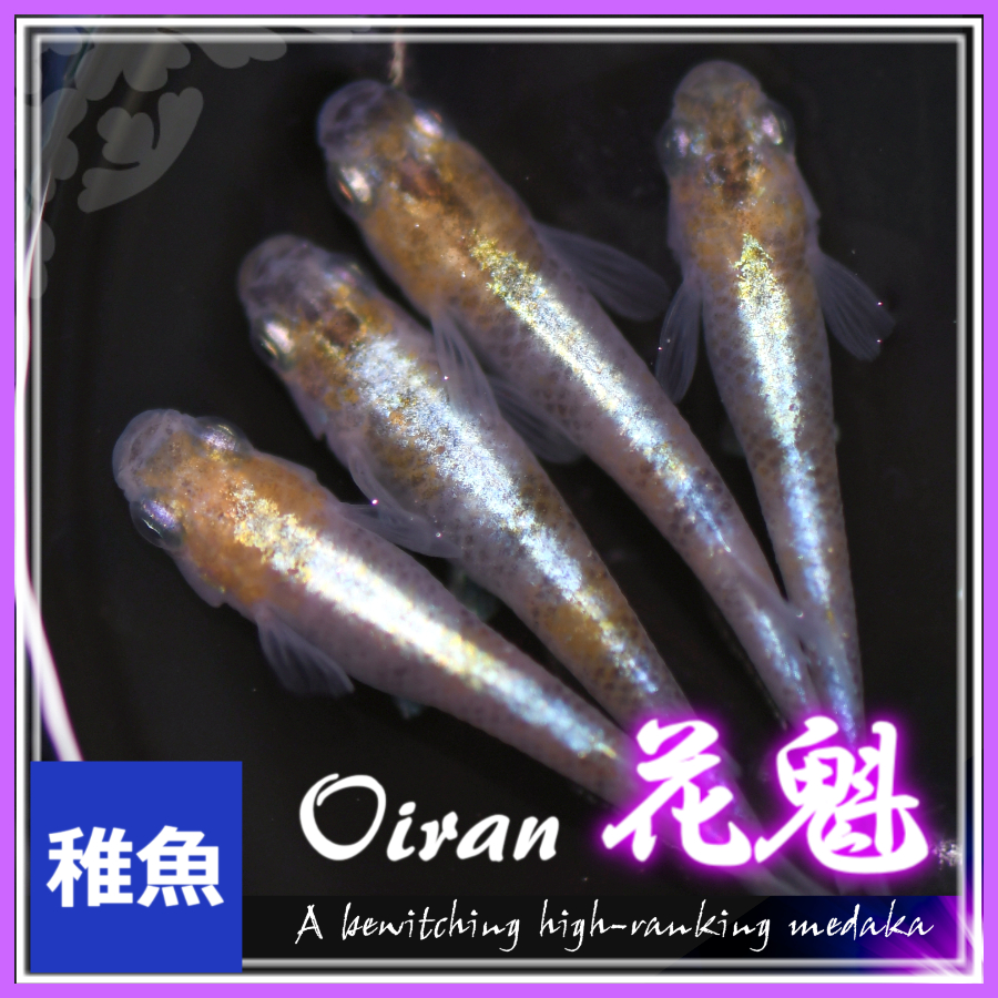 メダカ 花魁めだか 稚魚10匹 花魁メダカ Oirann めだかの市場 通販 Yahoo ショッピング 일본구매대행 직구 온재팬