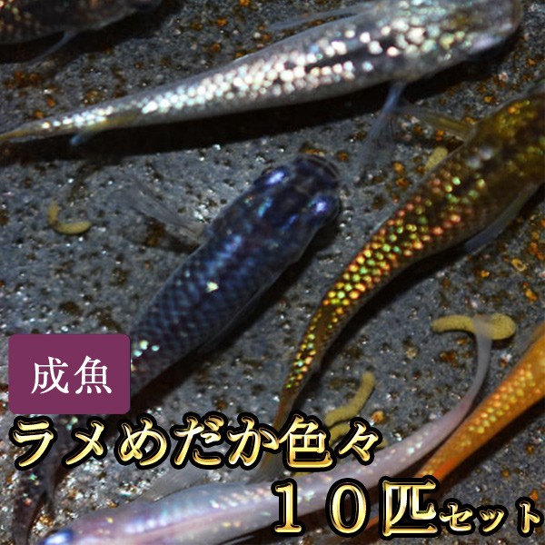 メダカ 送料無料 ラメめだか色々お楽しみ10匹セット 沖縄は別途送料必要 Ramemix10so めだか物語ヤフーショップ 通販 Yahoo ショッピング 일본 미국구매대행 직구 4do