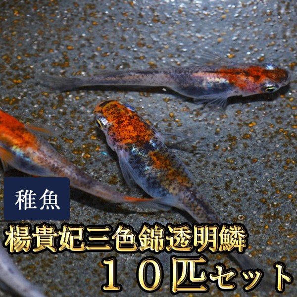 メダカ 楊貴妃三色錦透明鱗めだか 未選別 稚魚 Ss Sサイズ 10匹セット Ysanshokuss10 めだか物語ヤフーショップ 通販 Yahoo ショッピング 일본구매대행 직구 사쿠라재팬