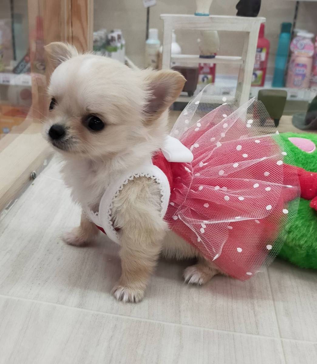 チュチュワンピース Xxxs S ペット 洋服 わんこの服 チワワ 可愛い 犬用 小型犬 極小 小さい 極小犬 可愛い フリフリ 4621 Petshop Merrily 通販 Yahoo ショッピング 일본 미국구매대행 직구 4do