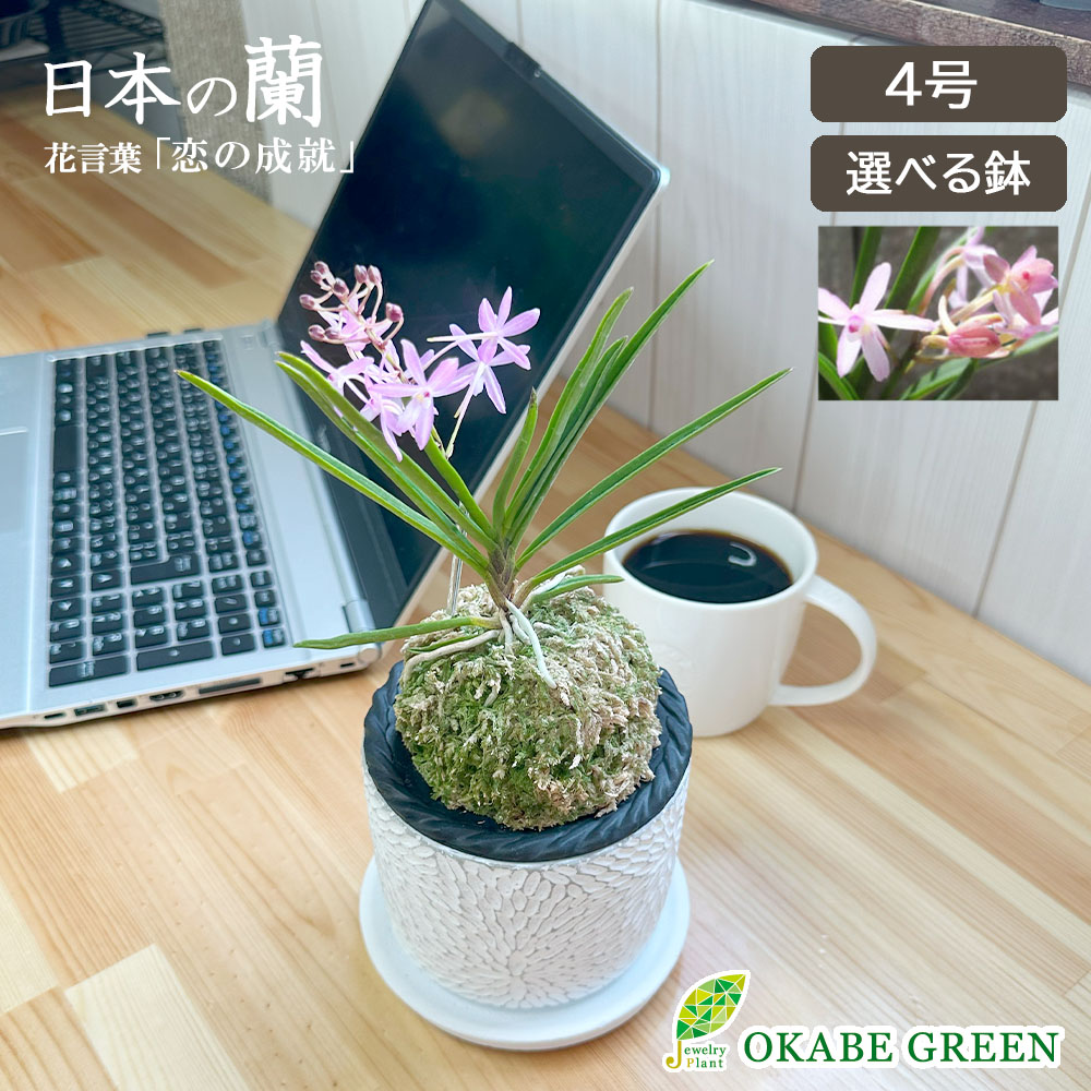 富貴蘭 風蘭 蘭 苔玉 母の日 白筒状デザイン陶器鉢 観葉植物 おしゃれ お祝い プレゼント ギフト風水 種類一覧 鉢植え 花が咲く 母の日 Fu 10 Okabe Green 通販 Yahoo ショッピング 일본 미국구매대행 직구 4do