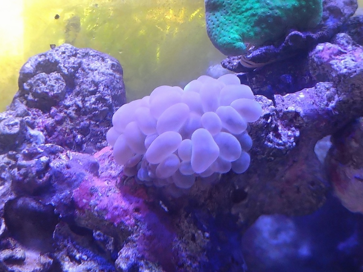 珊瑚 サンゴ バブルコーラル 薄グリーン 10cm前後岩付き ミズタマサンゴ 画像の生体をお届けいたします 画像の1 2枚目はコーラルレンズ使用 Bablewhite01 お魚倉庫 通販 Yahoo ショッピング 일본구매대행 직구 사쿠라재팬