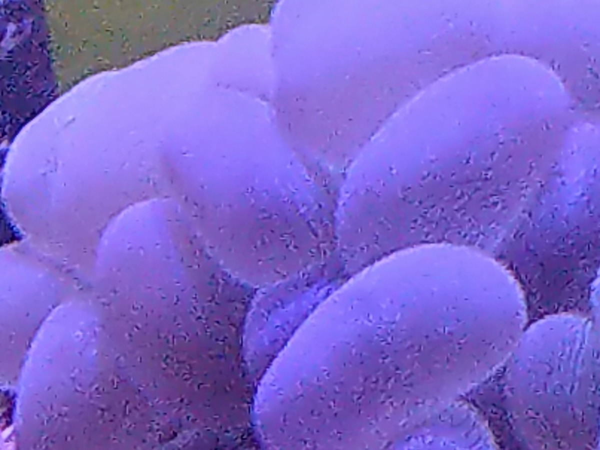 珊瑚 サンゴ バブルコーラル 薄グリーン 10cm前後岩付き ミズタマサンゴ 画像の生体をお届けいたします 画像の1 2枚目はコーラルレンズ使用 Bablewhite01 お魚倉庫 通販 Yahoo ショッピング 일본구매대행 직구 사쿠라재팬