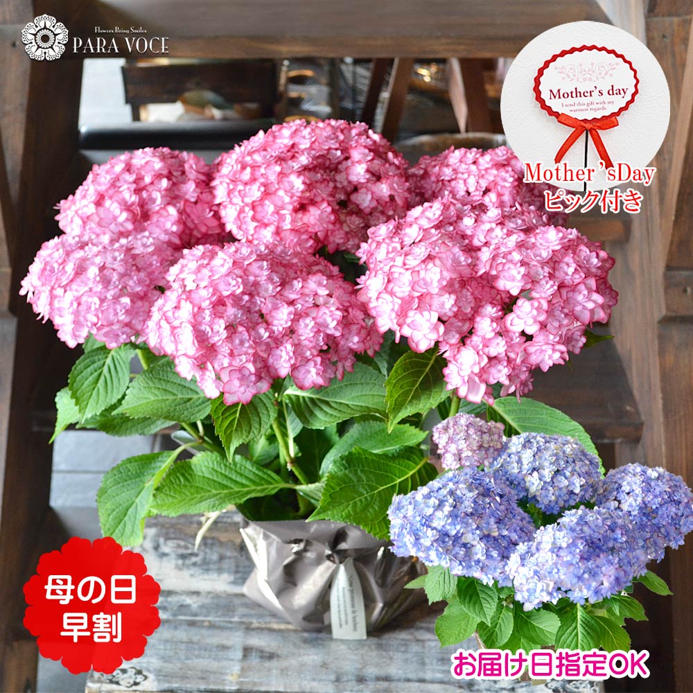 母の日 花 ギフト プレゼント 花鉢 鉢花 鉢植え ブルー ピンク 色変わる ボリューム アジサイ 紫陽花 西洋アジサイ カーリースパークル 鉢カバー付 Leon 花ギフト専門店 パラボッセ 通販 Yahoo ショッピング 일본 미국구매대행 직구 4do
