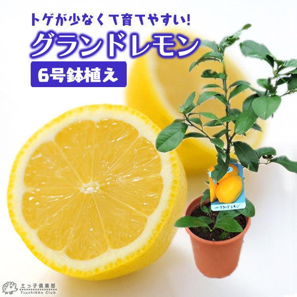 レモン グランドレモン 2年生 接ぎ木苗 6号鉢植え F 147 H6 花と緑の専門店 土っ子倶楽部 通販 Yahoo ショッピング 일본구매대행 직구 위시박스