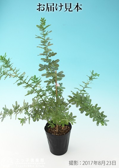 アカシア　４種セット　大苗 アカシア 4種セット 大苗