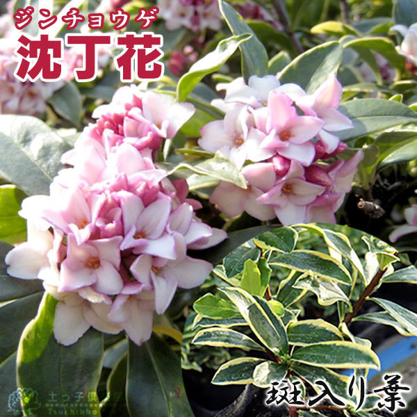 斑入り 沈丁花 赤花 15cmポット苗 フクリン ジンチョウゲ T 373 花と緑の専門店 土っ子倶楽部 通販 Yahoo ショッピング 일본 미국구매대행 직구 4do