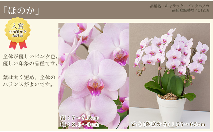 胡蝶蘭 中輪 中大輪 ３本立ち 蕾含む30輪 8000円税込 品種選べる お祝い お供え 開店祝い 誕生日 母の日 ギフト 花 プレゼント あすつく R Ama0006 Fw R Onecoin 胡蝶蘭専門農園 Iファーマーらんぼ 通販 Yahoo ショッピング 일본 미국구매대행 직구 4do