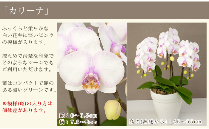 胡蝶蘭 中輪 中大輪 ３本立ち 蕾含む30輪 8000円税込 品種選べる お祝い お供え 開店祝い 誕生日 母の日 ギフト 花 プレゼント あすつく R Ama0006 Fw R Onecoin 胡蝶蘭専門農園 Iファーマーらんぼ 通販 Yahoo ショッピング 일본 미국구매대행 직구 4do