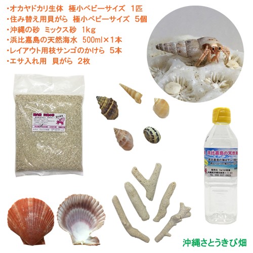 オカヤドカリ飼育セット 極小ベビーサイズ 生体 1匹 貝殻 砂 1袋 海水 1 ヒオウギ貝 2枚 枝サンゴ5本 Oygokubebi Kaisui Kai りゅうか商事 通販 Yahoo ショッピング 일본구매대행 직구 미스터스토어