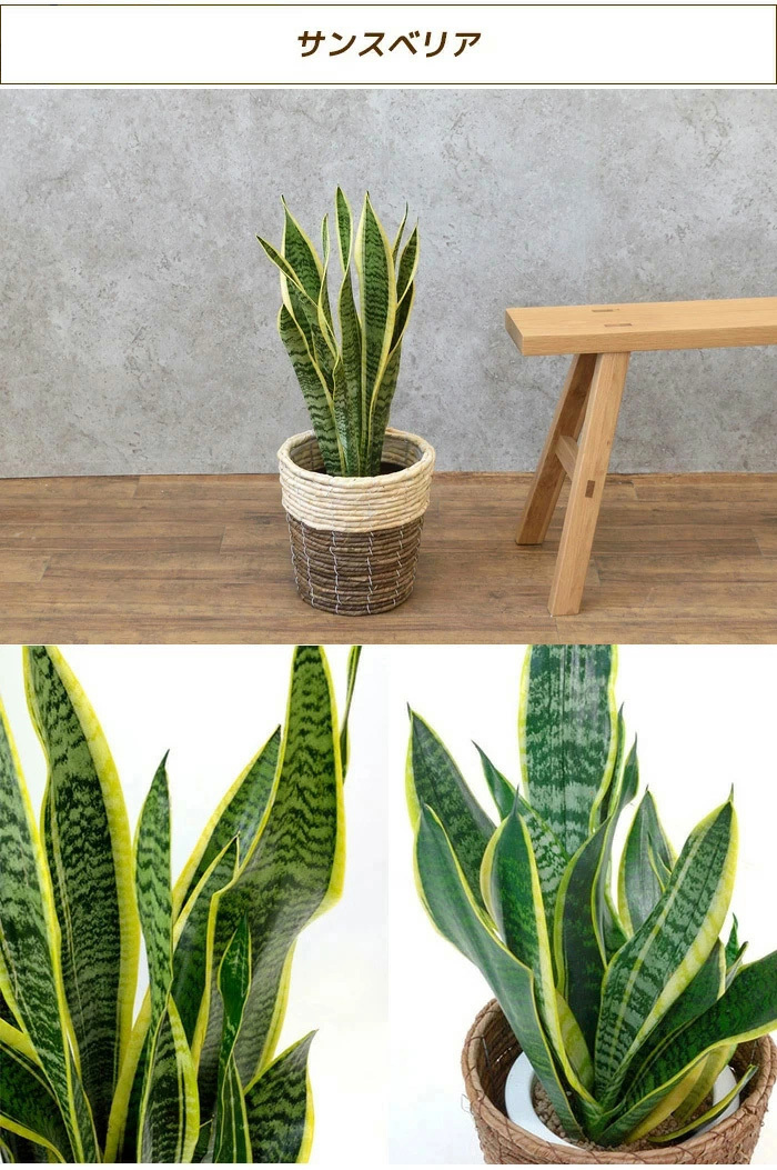 観葉植物 モンステラ 6号 鉢カバー 付き セット 大型 室内用 インテリア おしゃれ ヒメモンステラ 通販 人気 Km 観葉植物の専門店 彩植健美 通販 Yahoo ショッピング 일본 미국구매대행 직구 4do