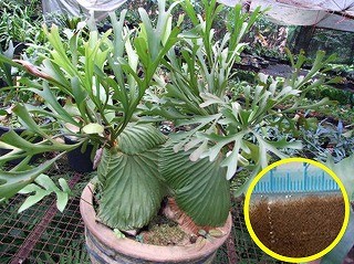 ビカクシダ リドレイ Platycerium Ridleyi の胞子 種子 Plc Platycerium Ridleyi 多肉植物ワールド 通販 Yahoo ショッピング 일본구매대행 직구 사쿠라재팬