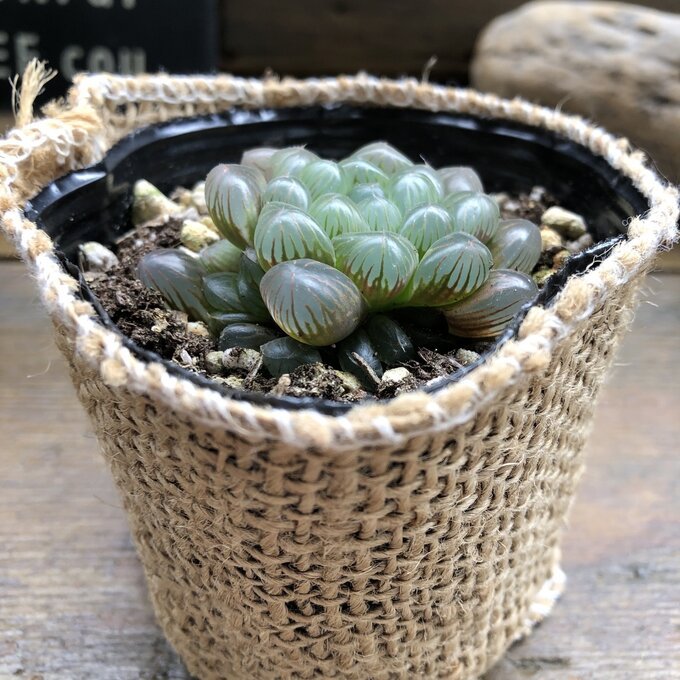 オブツーサ ハオルチア 美しい 多肉植物 T 056 パリジェンヌ 通販 Yahoo ショッピング 일본 미국구매대행 직구 4do