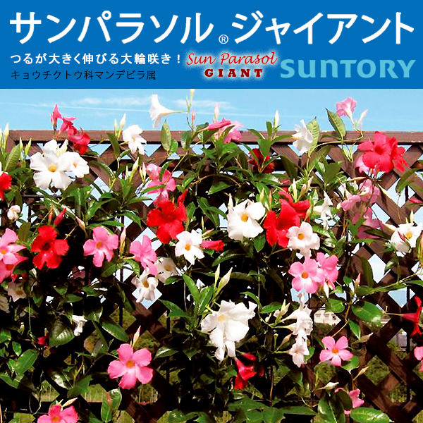 サンパラソルジャイアント マンデビラ 3 5号ポット苗 全4色 サントリーフラワーズ Suntory Flowers つる性 101 Suntory Sunparasol Giant 渋谷園芸 植木鉢屋 通販 Yahoo ショッピング 일본구매대행 직구 엔재팬