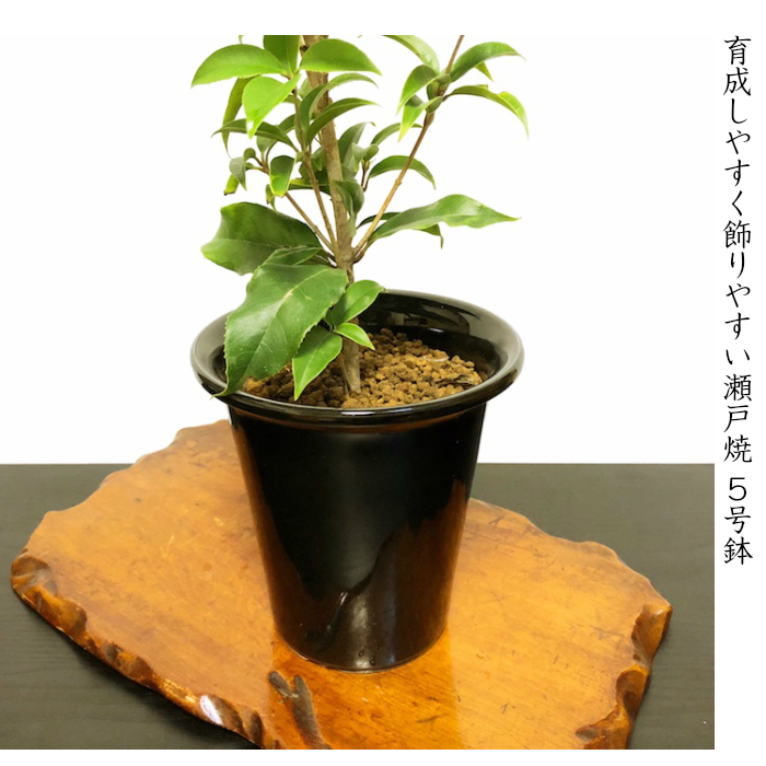 金木犀 銀木犀 鉢植え 室内 初心者 趣味 フラワーギフト 観葉食物 誕生日 盆栽 ギフト あす楽 プレゼント Wb 和心盆栽 通販 Yahoo ショッピング 일본 미국구매대행 직구 4do