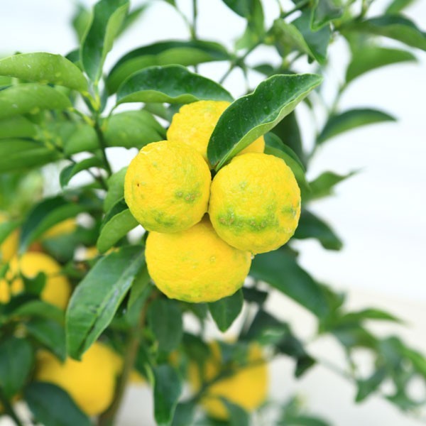 香りの良い人気果樹 柑橘 庭木 一才柚子 花柚子 ユズ ゆず 7号 苗木 佐川急便 実物 鉢植え 敬老の日 ギフト N0659a 遊恵盆栽 Yahoo 店 通販 Yahoo ショッピング 일본 미국구매대행 직구 4do