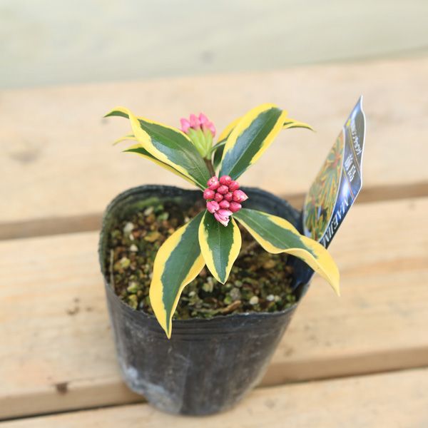 苗 覆輪沈丁花 ジンチョウゲ 前島 N0728 遊恵盆栽 Yahoo 店 通販 Yahoo ショッピング 일본 미국구매대행 직구 4do